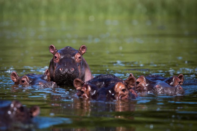Rwanda Elite safaris Akagera Visit Rwanda Hippos Spies