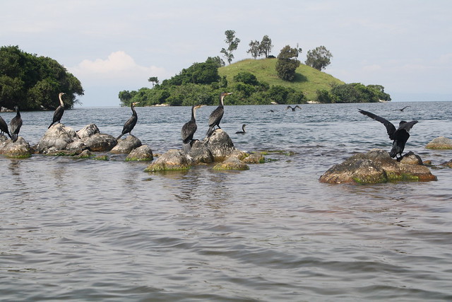 Rwanda Elite safaris Lake Kivu Visit Rwanda Cormorans