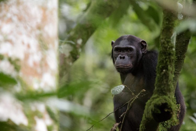 Rwanda Elite safaris Nyungwe Visit Rwanda Chimp tree