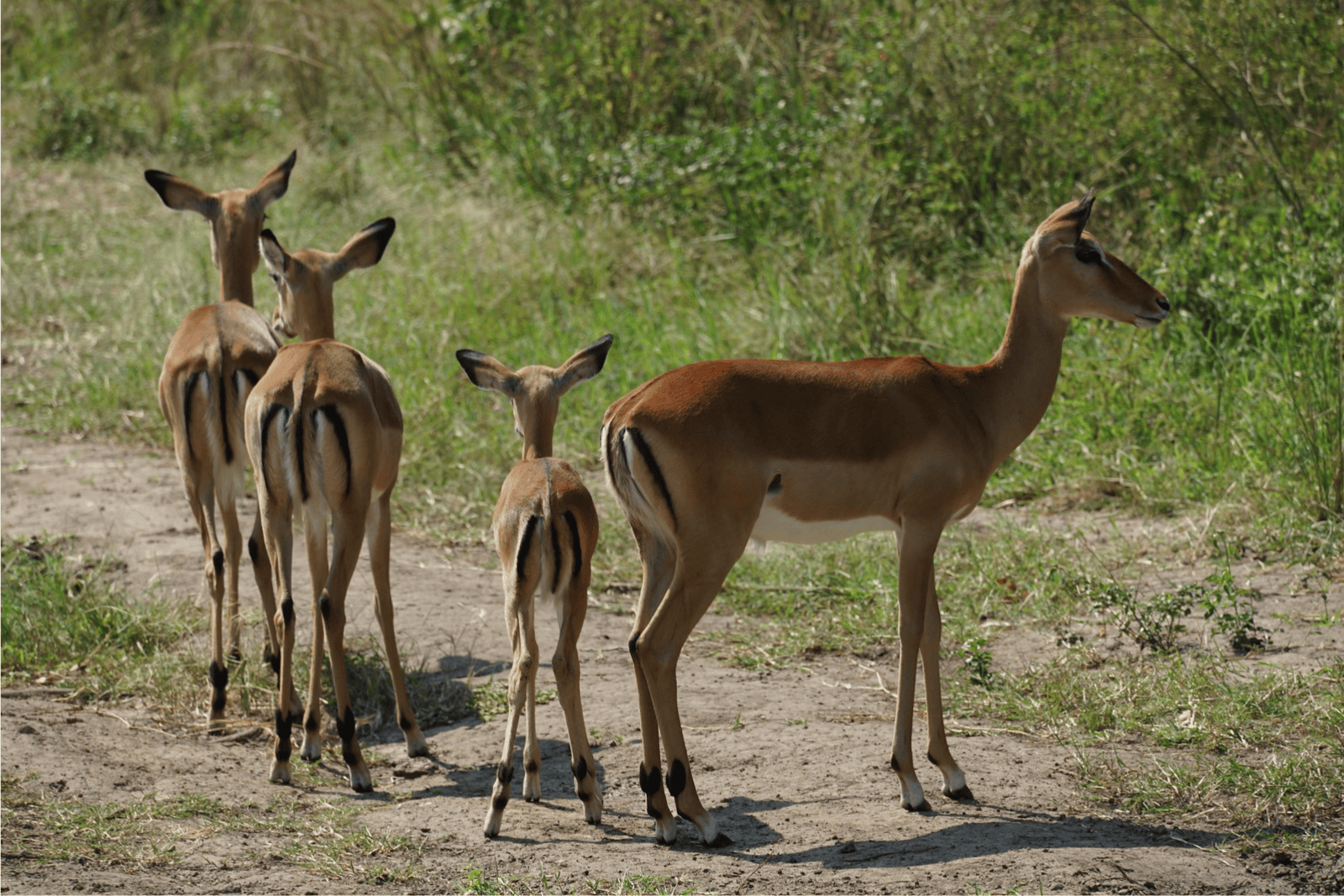 Untitled design (52)