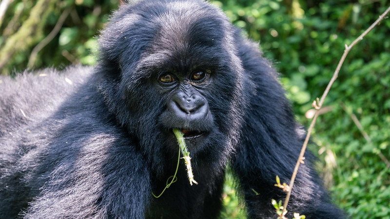 Rwanda Elite safaris Volcanoes Visit Rwanda Baby Gorilla eating.jpg