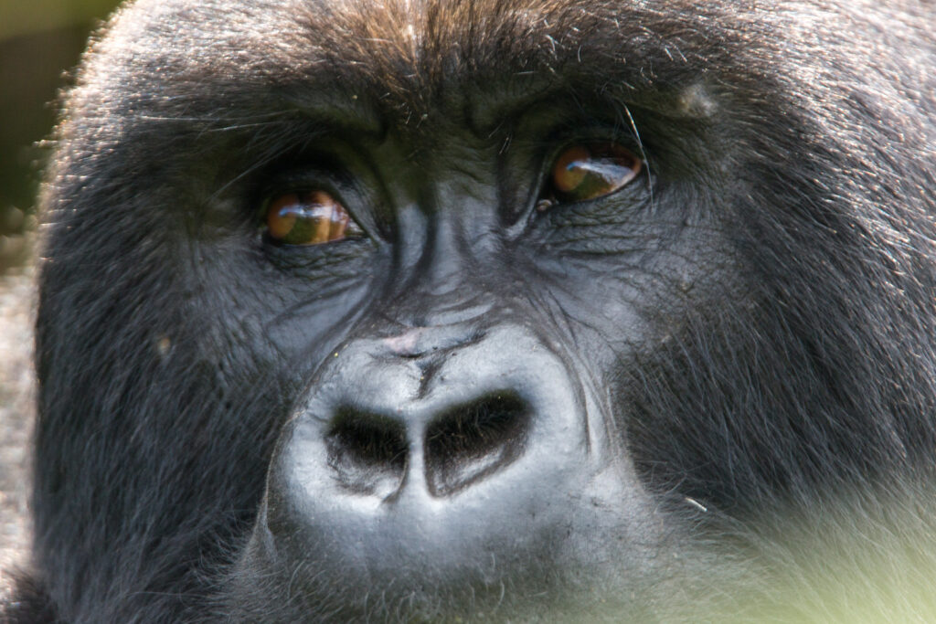 Rwanda Elite safaris Volcanoes Visit Rwanda Gorilla Thinking.jpg